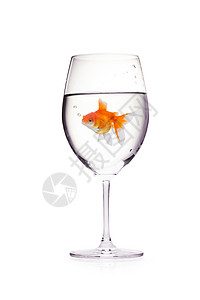 一杯葡萄酒中的金鱼 白背面有隔绝的水图片
