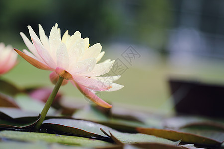 紧闭的莲花朵百合热带花朵植物群季节池塘花瓣黄色绿色粉色图片