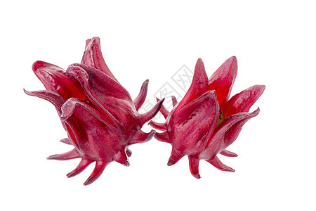 罗莎希比库斯萨布达里夫 白底红果花粉色草本玫瑰味道蔬菜红色水果热带茶点白色图片