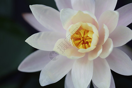 紧闭的莲花朵花瓣池塘植物群季节植物植物学花朵热带花园粉色图片