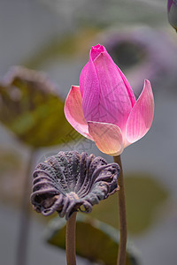 粉莲花花和莲花花植物 选择性颜色和f植物群美丽粉色叶子百合白色花园绿色热带花瓣图片