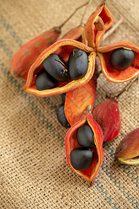 自然光中袋装的胖大海 栗子蔬菜植物坚果森林小吃板栗种子水果市场食物图片