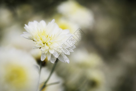 大自然中的白菊花洋甘菊雏菊阳光场地花园宏观花朵黄色草地绿色图片
