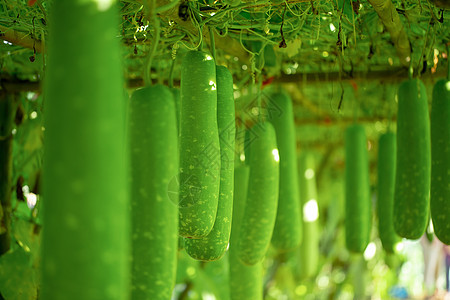 在树上鲜青的冬瓜收成农场绿色葫芦花园食物蔬菜植物水果图片