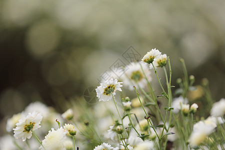 大自然中的白菊花花瓣荒野植物群雏菊阳光植物花园洋甘菊草地甘菊图片