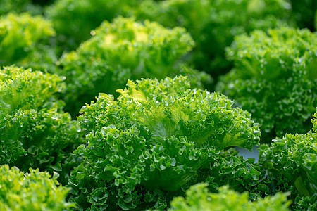 新鲜的生菜叶 沙拉蔬菜水塘植物橡木土壤水培植被农场栽培技术水培法温室图片