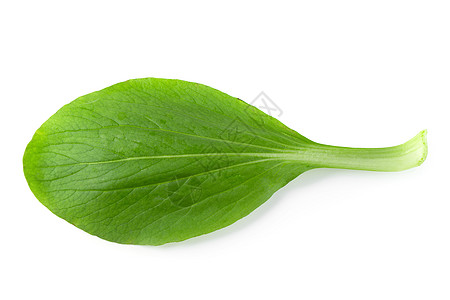 绿色叶子白色背景上隔离的 Bok choy 卷心菜植物饮食食物叶子营养蔬菜绿色背景