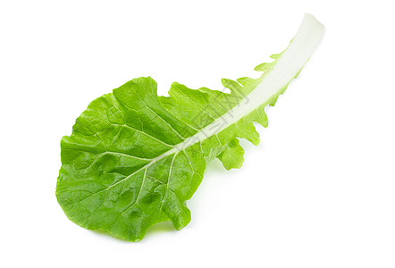 白色背景中孤立的生菜叶沙拉莴苣外邦工作室蔬菜绿色长叶叶子植物食物图片