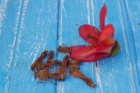 红棉树木上的红棉花花是种花瓣雌蕊花朵热带花园运气纹理木棉文化植物群图片