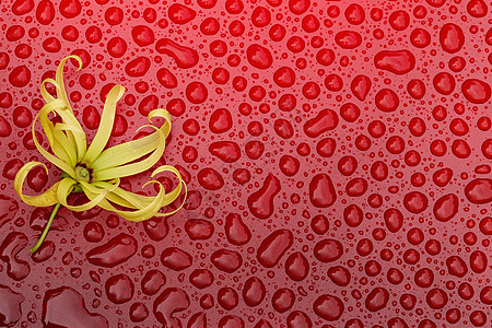 红色水滴上的小花黑土图片