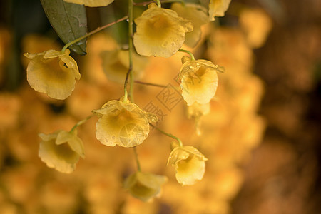 北面美丽的金兰花 西面的金兰植物学花卉植物荒野植物群宏观花瓣油炸兰花热带图片