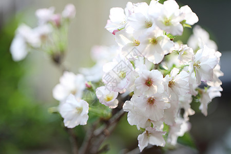 樱花 樱花花宏观季节植物白色植物群果园粉色花园花瓣图片
