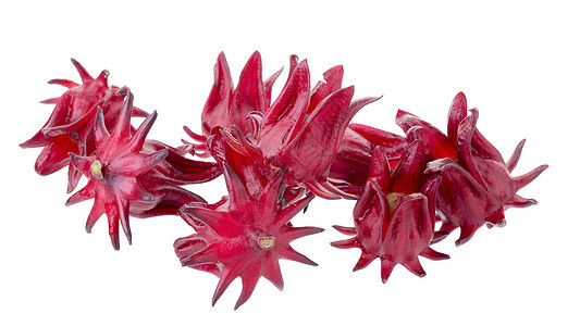 罗莎希比库斯萨布达里夫 白底红果花茶点草本白色粉色木槿味道红色热带玫瑰蔬菜背景图片
