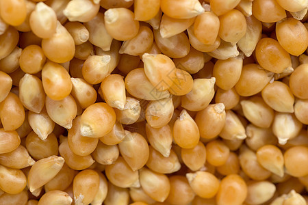 以玉米种子堆为背景的顶视图白色食物营养健康小吃黄色核心蔬菜烹饪棒子图片