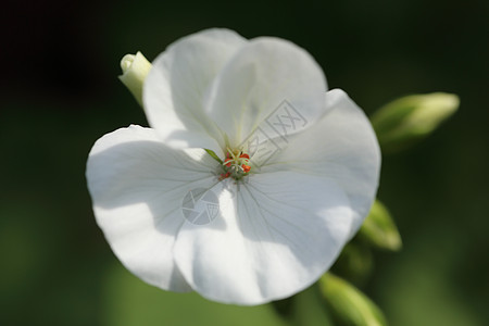 近距离的白色景天花宏观植物水彩粉色雏菊荒野蜜蜂花园花朵蝴蝶图片