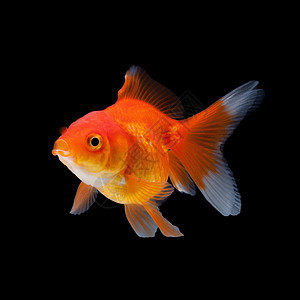 特写孤立在黑色背景上的金鱼宠物金子生活橙子液体自由水族馆红色运动白色图片
