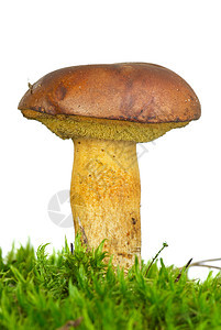 绿苔上单一的野牛Badius蘑菇图片