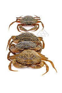 活螃蟹在白色背景甲壳海鲜眼睛生活居住动物贝类食物钳子图片