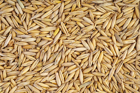 燕麦种子植物谷物尖刺棕色黄色农业收成背景图片