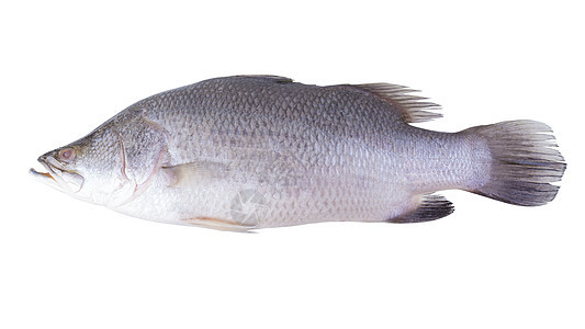 白色背景上孤立的新鲜快捕鱼鲷鱼饮食钓鱼海鲜营养红色食物海洋图片