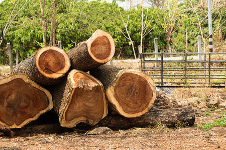特写堆积在木材厂的原木松树绿色库存生态材料日志植物太阳林业木工人图片