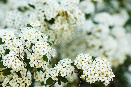 白色花朵的紧贴树篱树叶玫瑰脚步家庭植物边框花园灌木花序背景图片