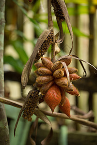 萨拉卡 萨拉克植物 树上的水果的封闭和选择性焦点棕色异国棕榈商业种子食物红色情调热带白色图片