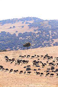 西班牙的公牛农场牛肉场地草地食物哺乳动物农业家畜土地农村牛奶图片