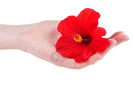 手握着鲜红的树皮花手指木槿红色玫瑰草本植物街机背景图片
