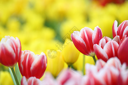 郁金花花白色绿色植物花朵花园花瓣红色黄色紫色太阳图片