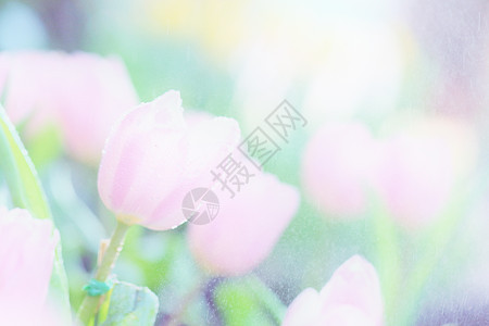 郁金花花花园野花花束绿色粉色花朵橙子花瓣紫色太阳图片