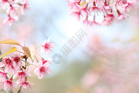 萨库拉樱花花花花朵花瓣花园绿色植物季节白色宏观风景粉色图片