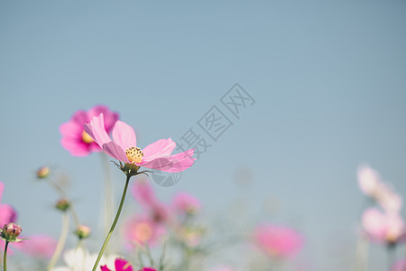 以实地背景陈年风格闭合的粉色花朵场地植物花园阳光季节天空晴天草地紫色植物学图片