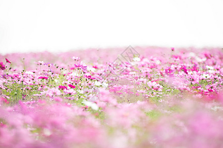 古时风格的宇宙花背景草地环境荒野花瓣阳光植物花园紫色电影花朵图片