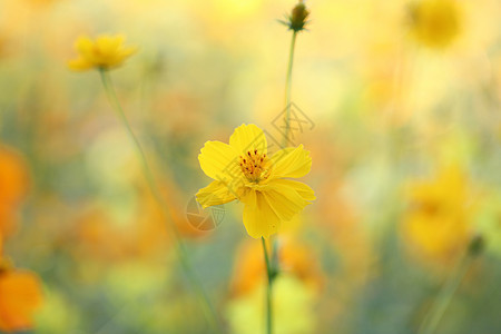 紧闭的黄花蓝色晴天天空阳光植物雏菊花瓣季节场地花园图片