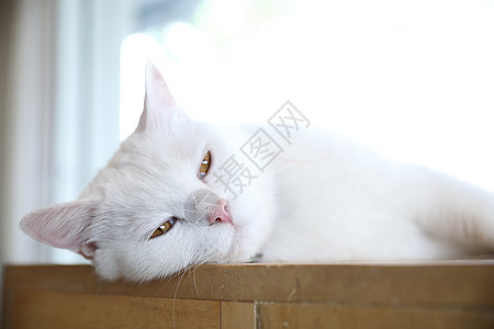 可爱的猫看起来放松白色猫咪短发蓝色宠物睡眠毛皮哺乳动物猫科动物婴儿图片