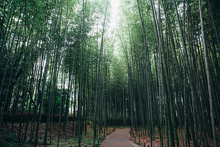 带电影古老风格的竹布森林步行道公园街道通道竹林文化风景人行道历史性丛林小路图片