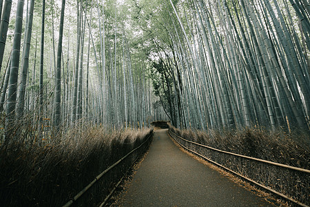 带电影古老风格的竹布森林步行道叶子竹林历史性公园街道场景人行道树木植物地标图片