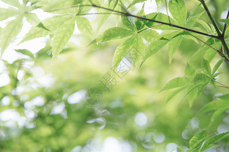 日本枫叶与复古电影风格黄色植物学树叶白色季节红色森林背景图片