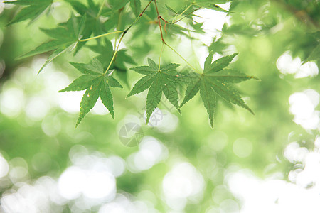 日本枫叶与复古电影风格树叶红色白色季节植物学黄色森林背景图片