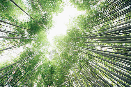 带电影古老风格的竹布森林步行道地标叶子风景历史性通道丛林人行道街道栅栏植物图片