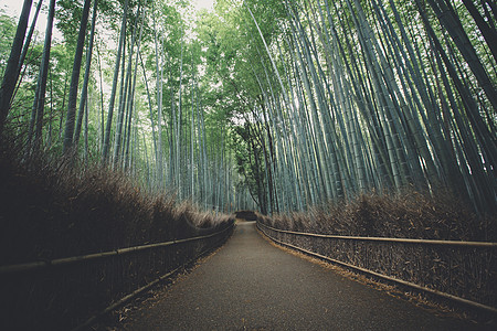 带电影古老风格的竹布森林步行道竹林丛林风景街道植物场景叶子历史性树木文化图片
