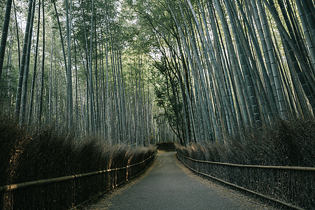 带电影古老风格的竹布森林步行道竹林文化花园栅栏街道树木公园风景叶子场景图片
