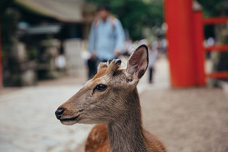 日本鹿在奈拉省花园的花园中观光城市哺乳动物文化地标吸引力公园梅花鹿游客男性图片