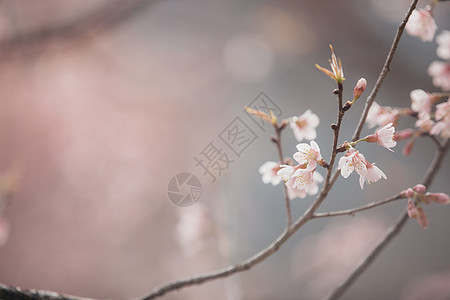 樱花花 粉红背景的香草花樱花花朵花园植物学果园柔软度压痛季节花瓣植物群图片