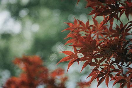 电影风格中的日本红枫叶黄色森林红色季节白色树叶橙子植物学图片