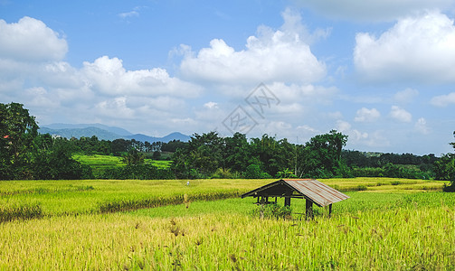 黄绿稻田旧小屋图片