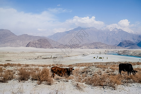 两头奶牛在Katpana寒冷的沙漠附近放牧 与山脉相对图片