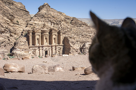 在约旦Wadi Musa的Petra 望着修道院的Stray猫砂岩宗教地标旅行寺庙建筑学雕刻沙漠旅游橙子图片