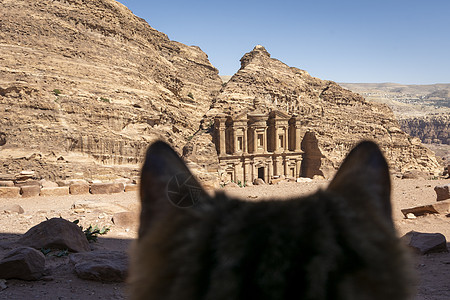 在约旦Wadi Musa的Petra 望着修道院的Stray猫遗产历史宗教地标橙子旅游雕刻建筑假期文化图片